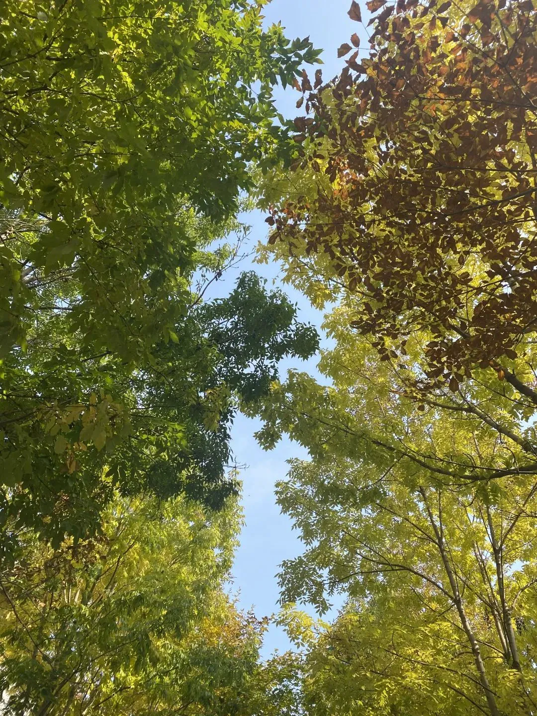 篮球训练员培训班费用多少_1